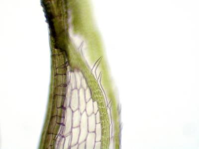Syrrhopodon spiculosus erDSCN8126.jpg