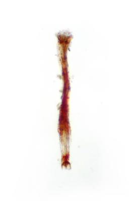 Trichosteleum flesicheri erDSCN9230.jpg