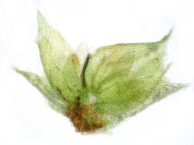 Trichosteleum flesicheri erDSCN9252.jpg