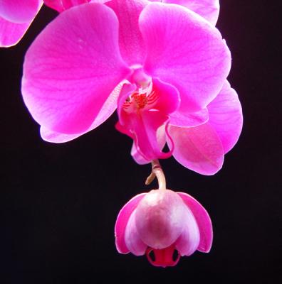 Phalaenopsis orchids ºûµûÀ¼