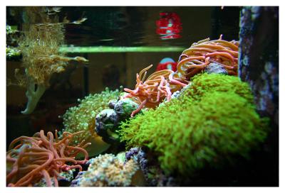 View from Right SIde of Tank