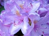 Rhododendron Flowers