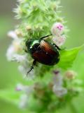 Japanese Beetle