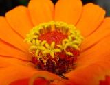 Zinnia