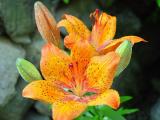 Tiger Lilies