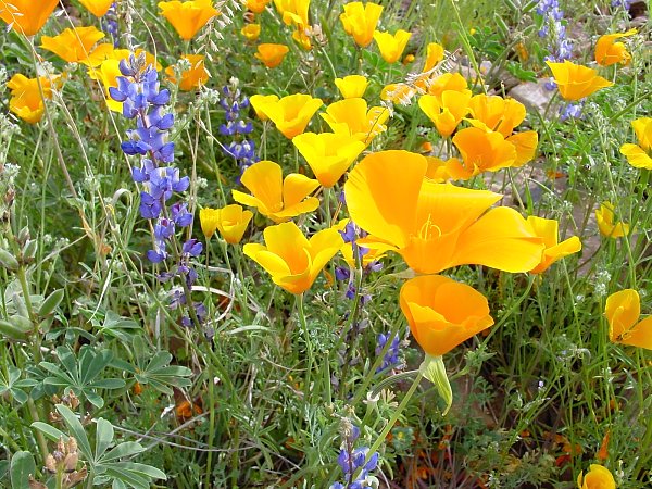 Poppies and Lupine