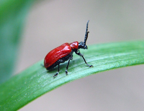 Some Kind of Beetle