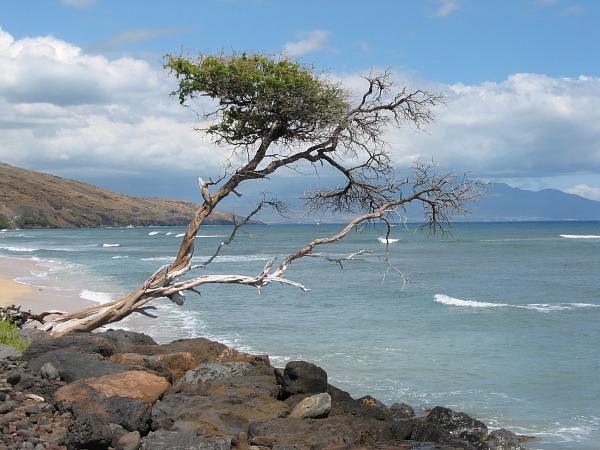 <b>Lone Tree</b><br><font size=2>Maui