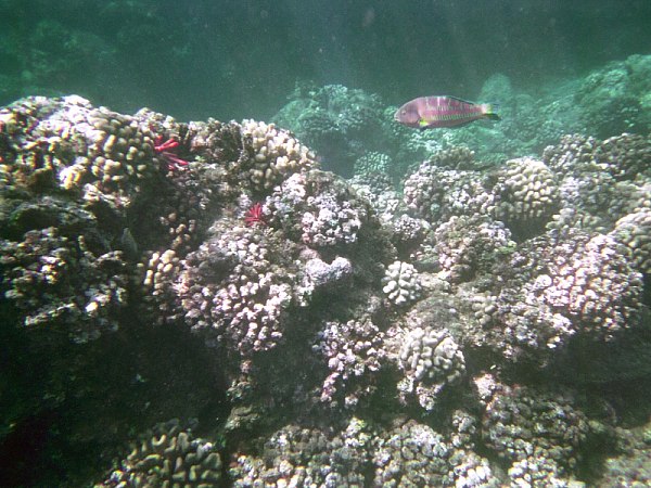 Snorkeling at Black RockMaui