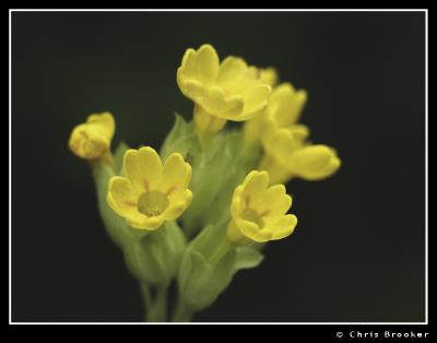 A self-seeded Cowslip on our Lawn.