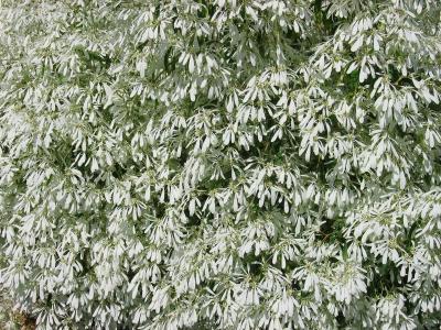 Snow bush (Euphorbia leucocephala)
