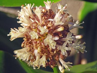 White flowers