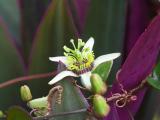 Passion fruit