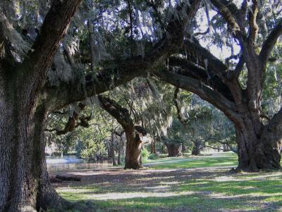 New Orleans City Park Ancient Oak Grove