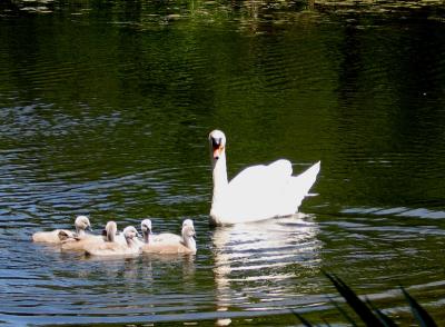 Mamma Swan and her babies May 3