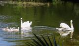 Meet the Swan Family