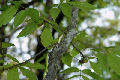 rough green displaying its arboreal nature after release