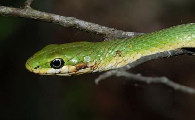 Opheodrys aestivus (rough green snake), Washington county, Arkansas