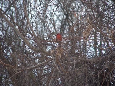 Cardinal on Tree Branches