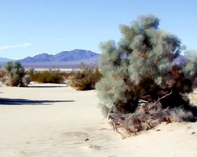 Smoke Tree.jpg