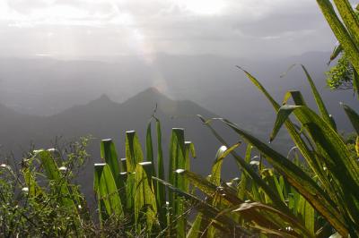Ferns near top of Mt Warning