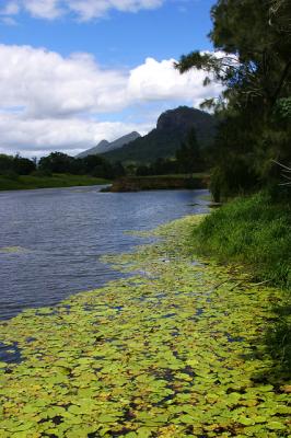 Water lilies at base of Mount Warning