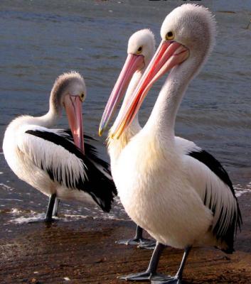 Three Australian pelicans at Bay