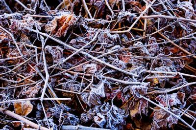 Frost on leaves web.jpg
