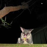 Brushtail possum on fence