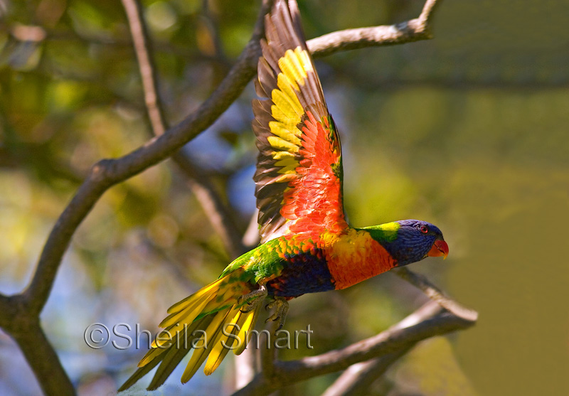 Rainbow lorikeet in flight