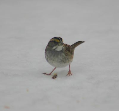 0060 wt sparrow 12-26-04.jpg
