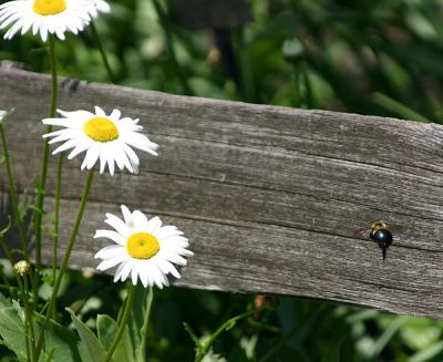 0112 bee  daisy 5-1-05.jpg