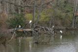 0144 egrets ducks 12-18-04.jpg