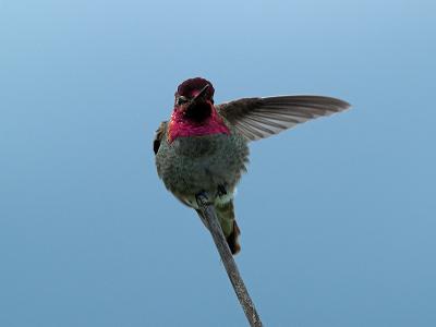 Hummer_4271737-01JP.jpg