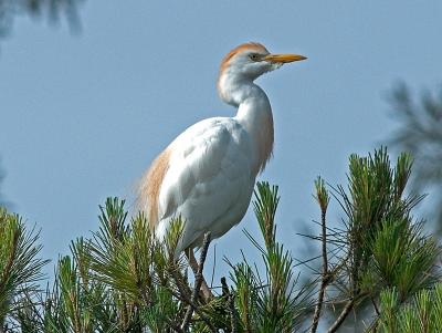 Cattle Egret_4291785-01 JP6x8.jpg