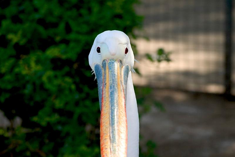 Pelican