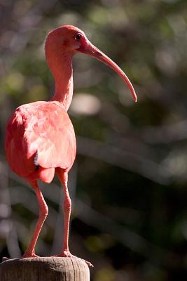 Red Ibis