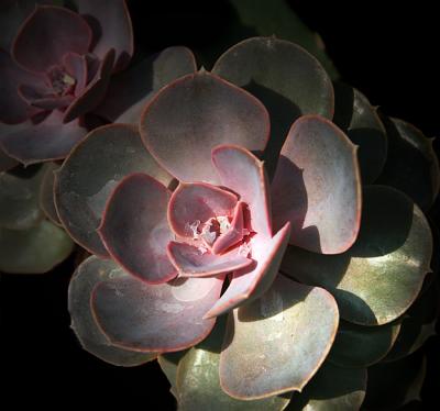 Cacti Blossom I