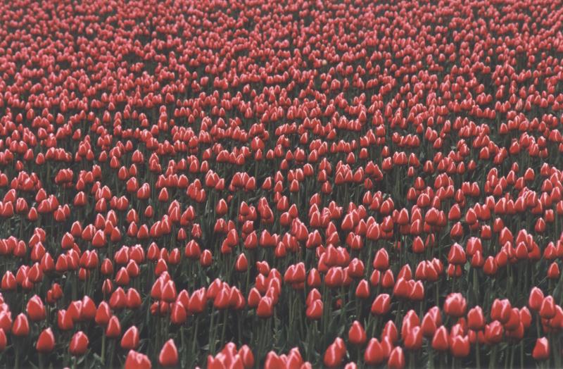 tulipfield.JPG