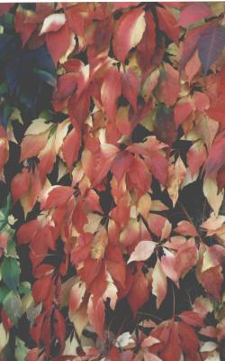 leaves.JPG