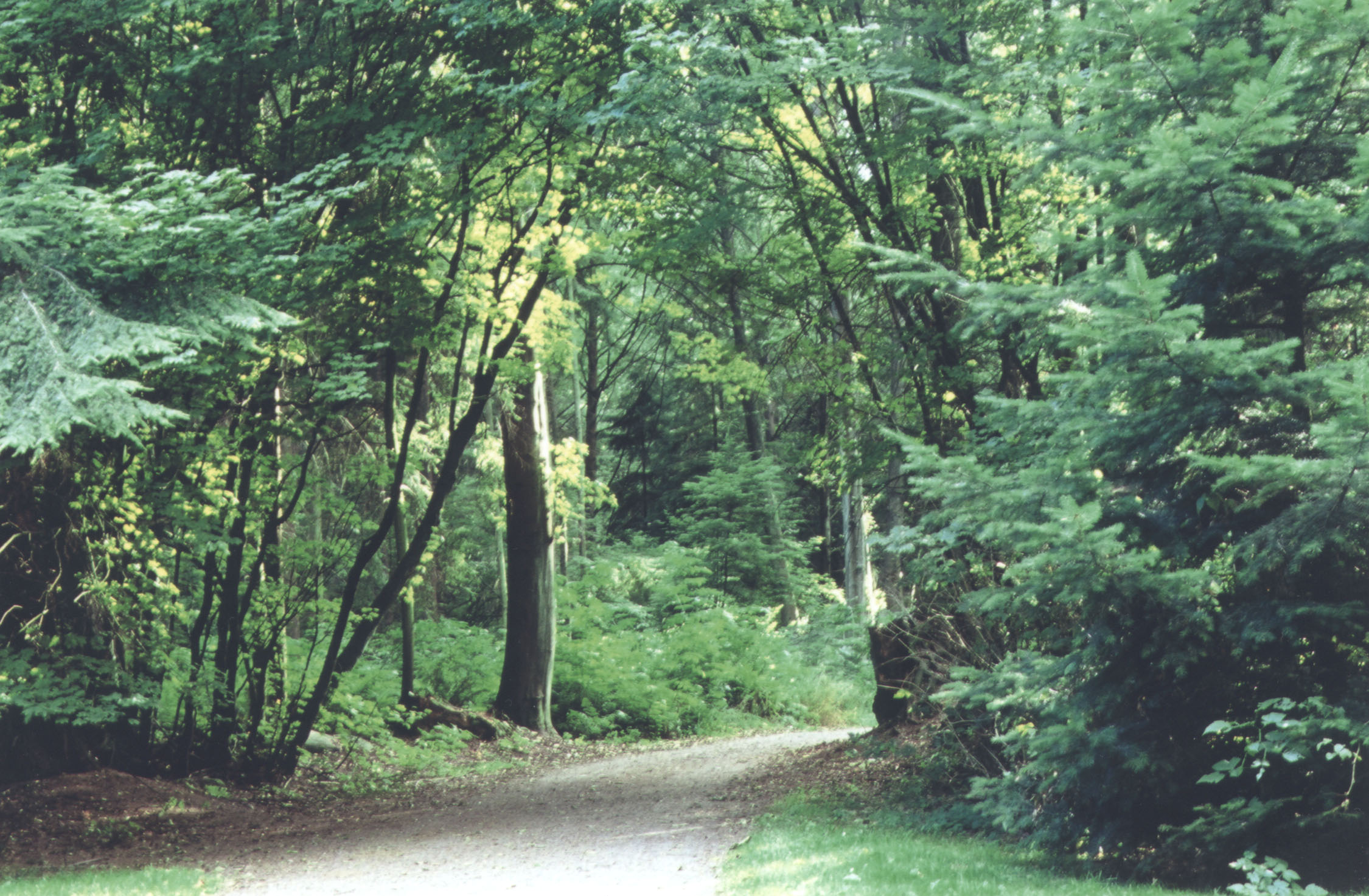 park.JPG