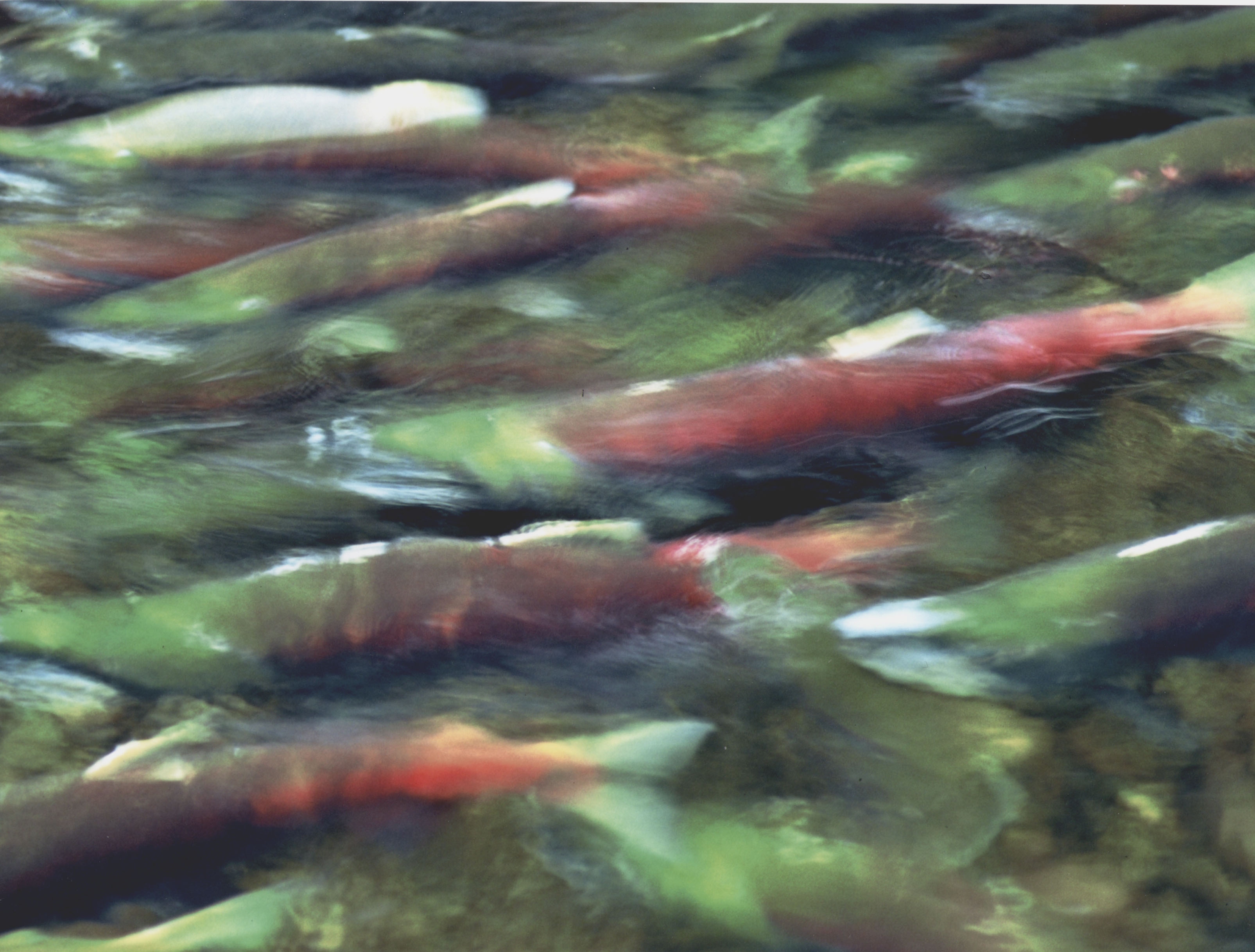 salmon.JPG