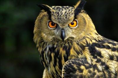 Eagle Owl