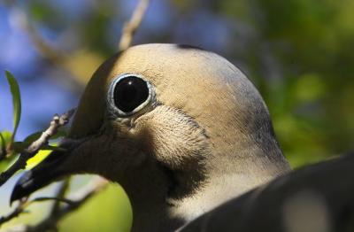 dove eye