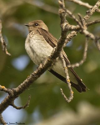 Northern Rough-winged Swallow