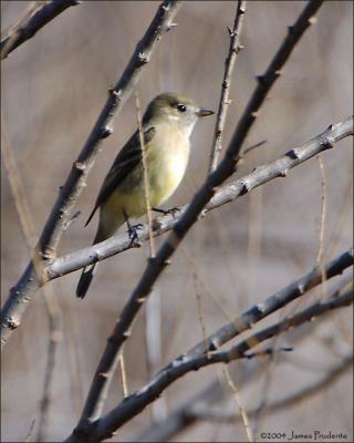 Dusky Flycatcher