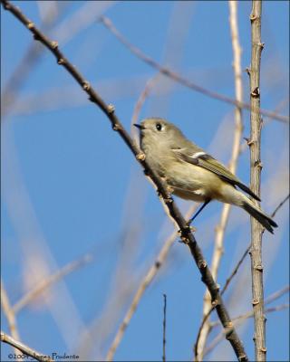 Ruby-crowned Kinglet