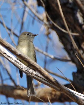 Hammond's Flycatcher