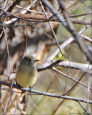 Dusky Flycatcher