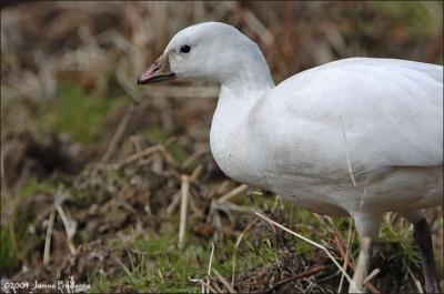 Ross' Goose